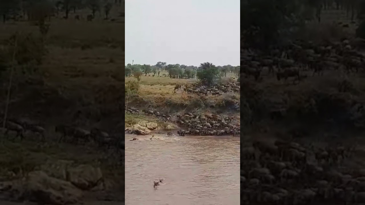 Large wildebeest crossing at number 2!