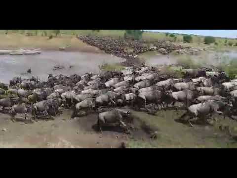 Latest #HerdTracker update: Great Migration is heading towards the central Serengeti