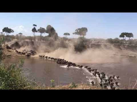 Huge herd of the wildebeest crossing the Mara River