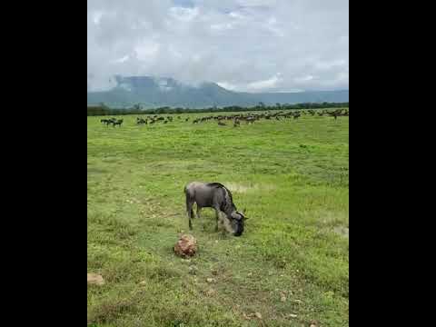 Latest #HerdTracker update: Wildebeest congregate to munch on the newly-sprouted grasses