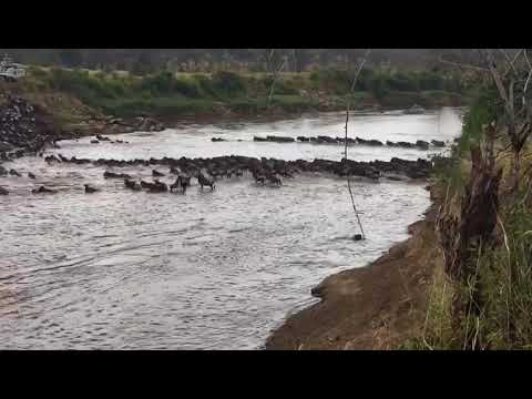 Wildebeest migration crossing number 4