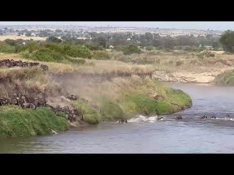 Huge crossing over the Mara river!