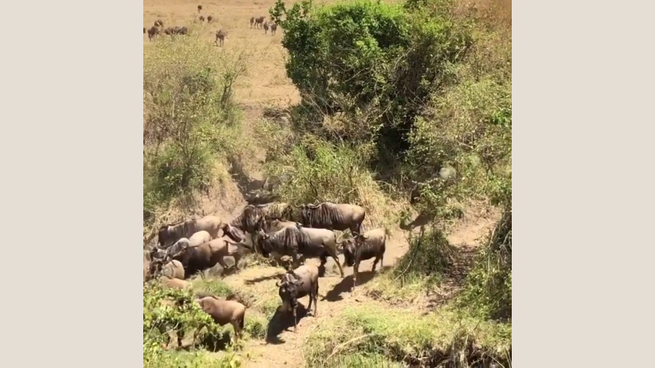 Herds gathered in the Mara River, northeast corner of the Mara Triangle