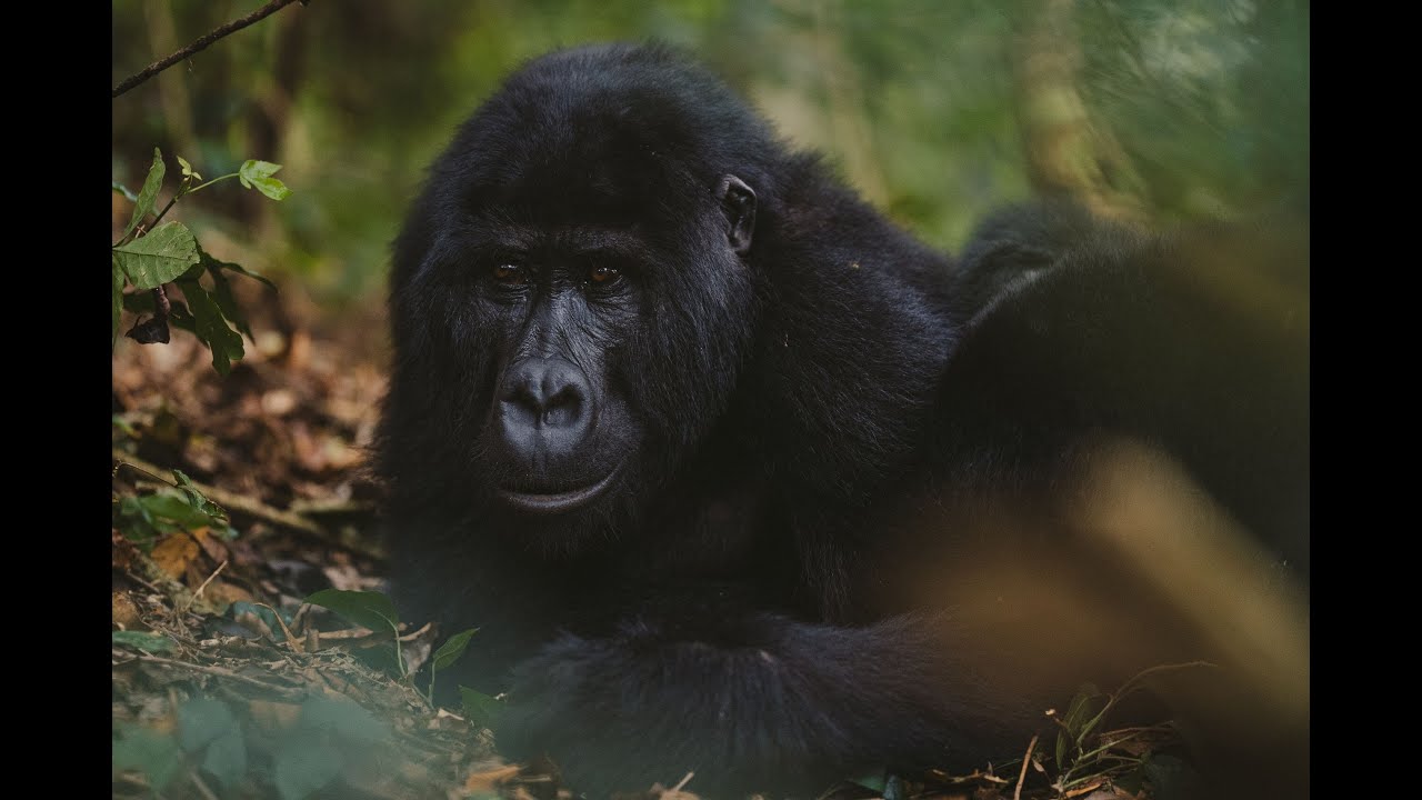Gorilla Forest Lodge, an A&K Sanctuary