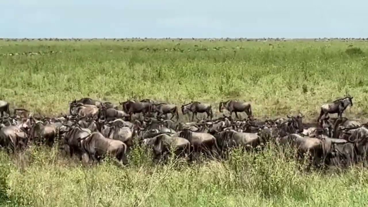 Wildebeest herd spotted enjoying a mud bath near Simba Kopjes!