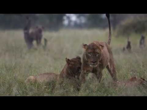 Introducing Tintswalo Safari Lodge
