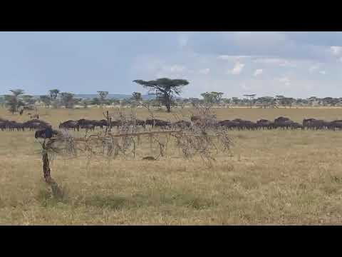 Wildebeest herd spotted near Ndabaka Gate