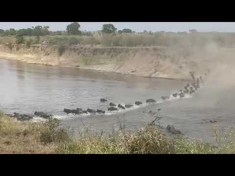#Herdtrackerupdate: A massive herd seen heading to the Masai Mara !