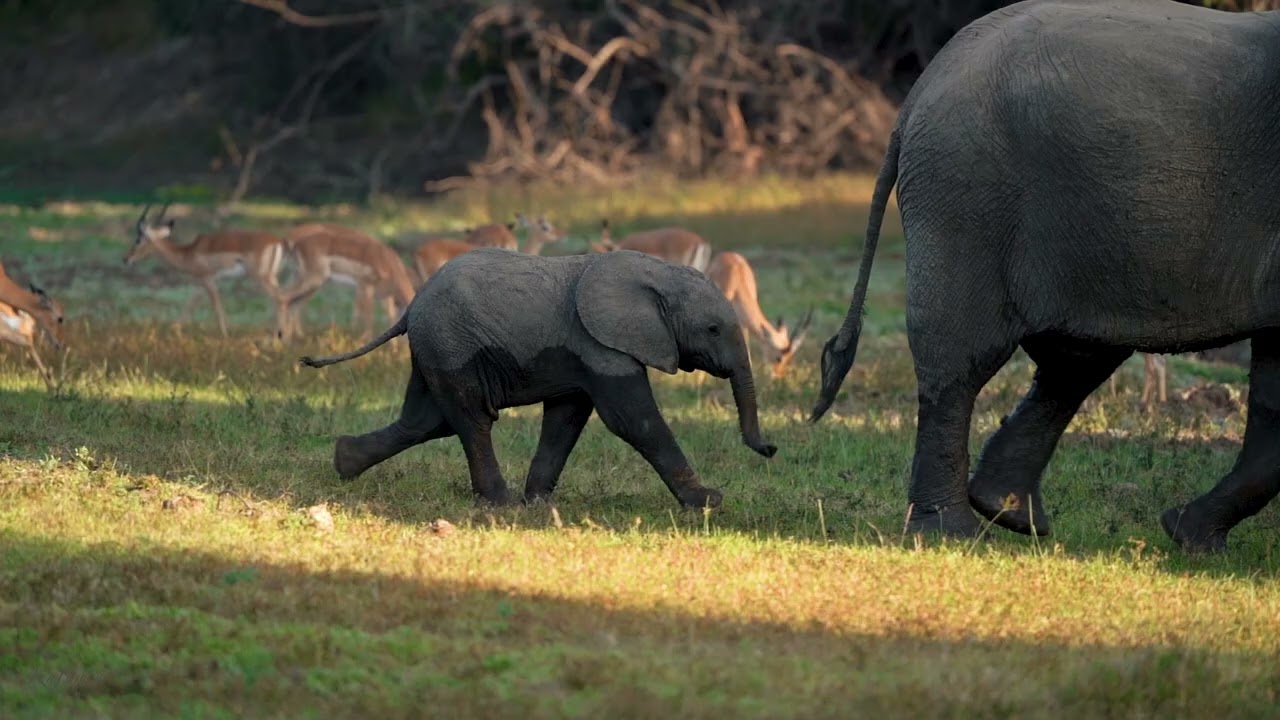 Kafunta River Lodge  - promotional video