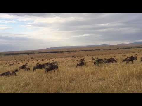 Wildebeest migration at Kakerok in the Masai Mara