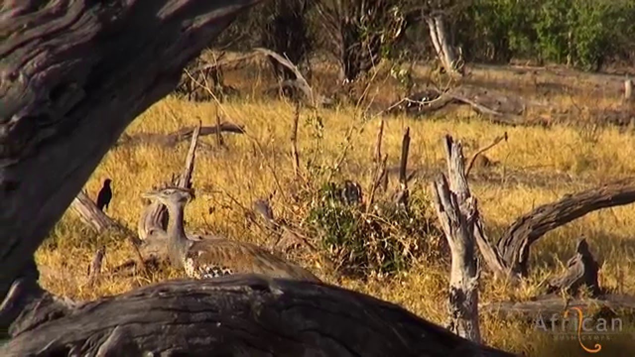 Kori Bustard Spotted at Khwai Tented Camp