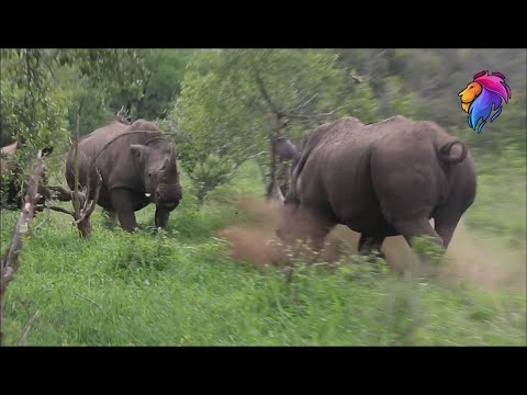 Sounds That Rhino Makes | Kruger Park Sightings | Amazing Animals