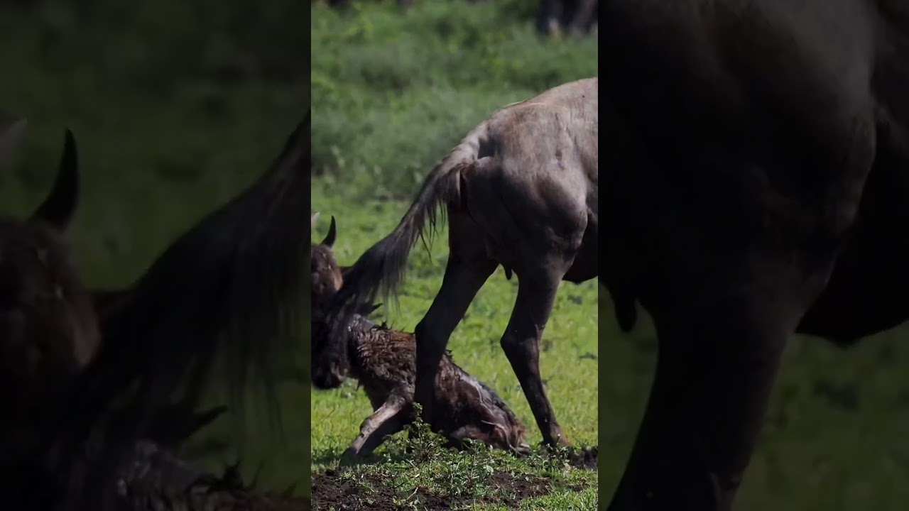 Calf taking its first steps on the plains of Kakesyo in the Serengeti!