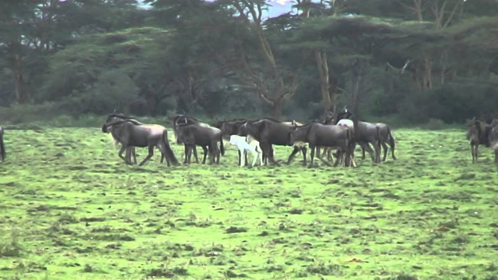 Albino wildebeest calf in the southern Serengeti