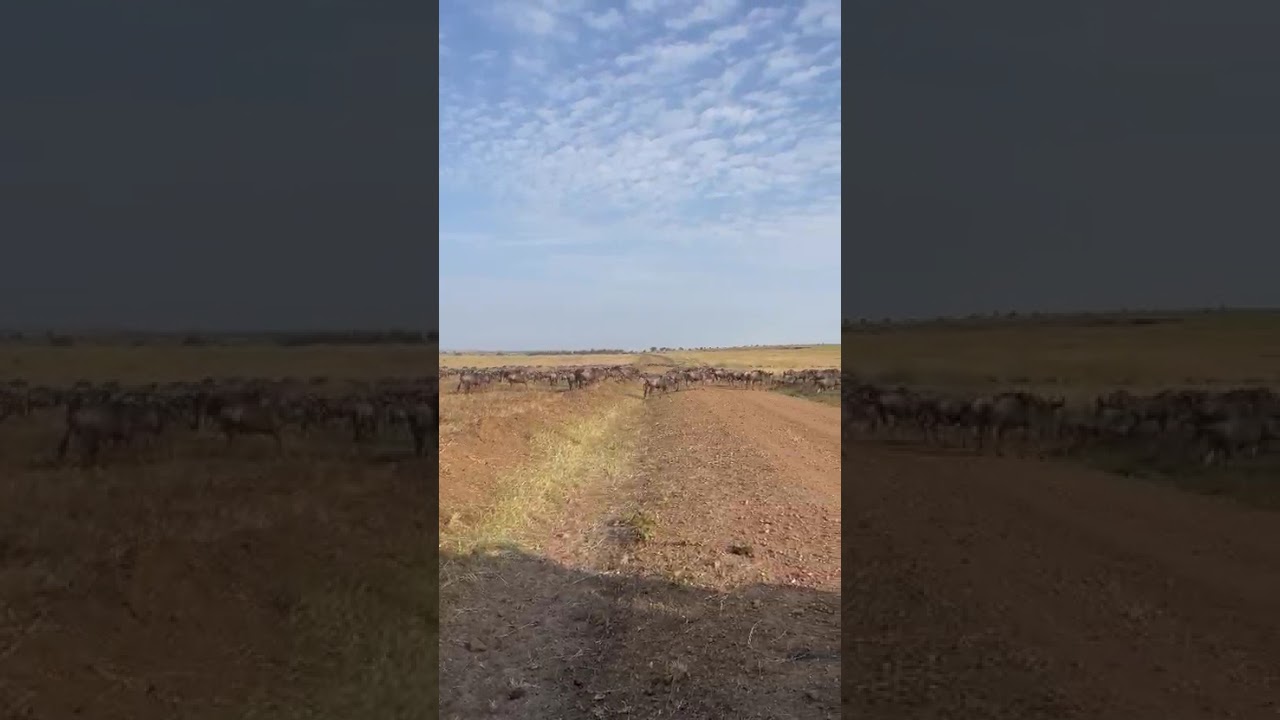 Wildebeest herd spotted heading to the river near Klein's Gate