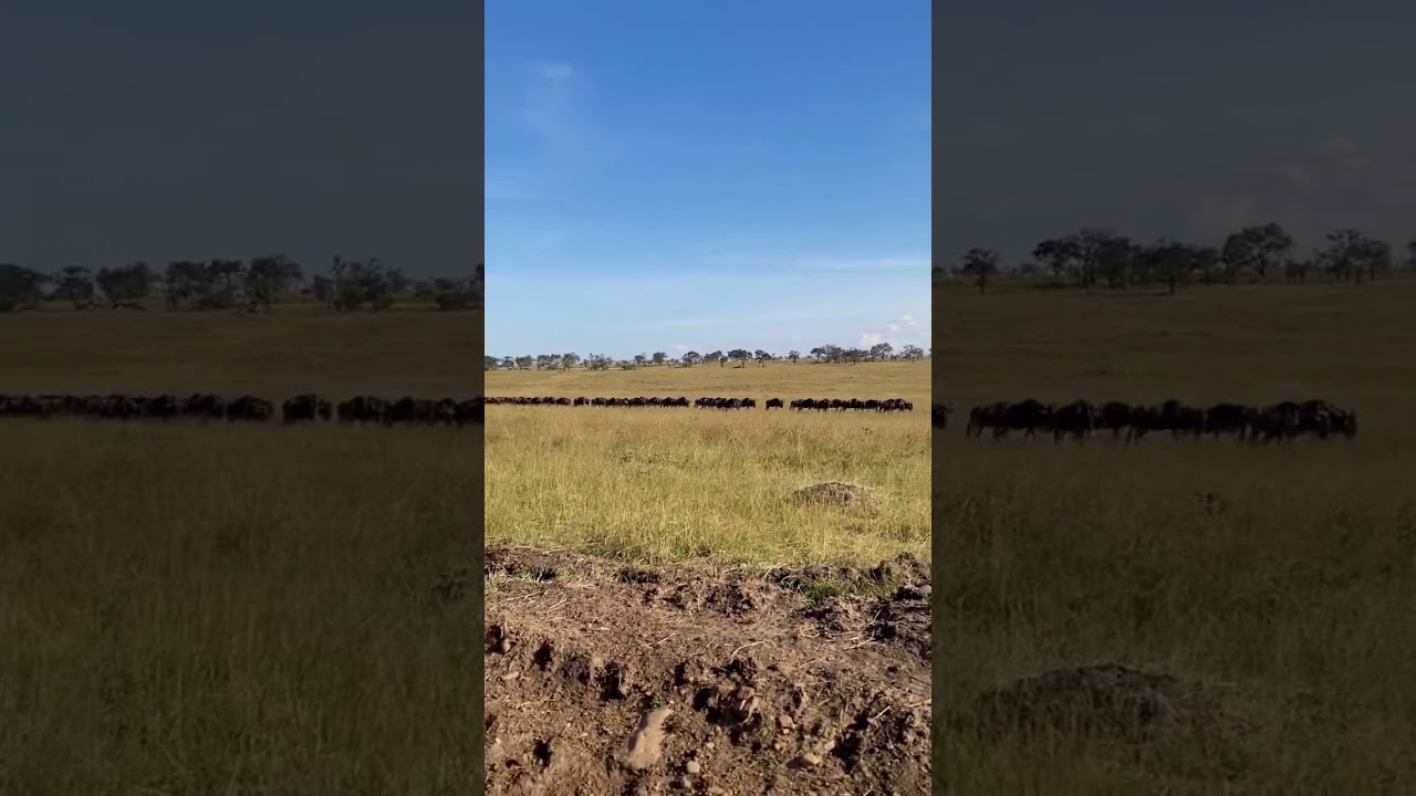 Massive herd heading towards the Sand river!