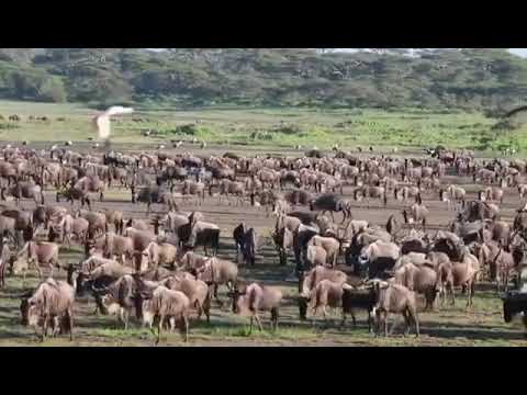 Latest #HerdTracker update: Thousands of wildebeest are being born daily