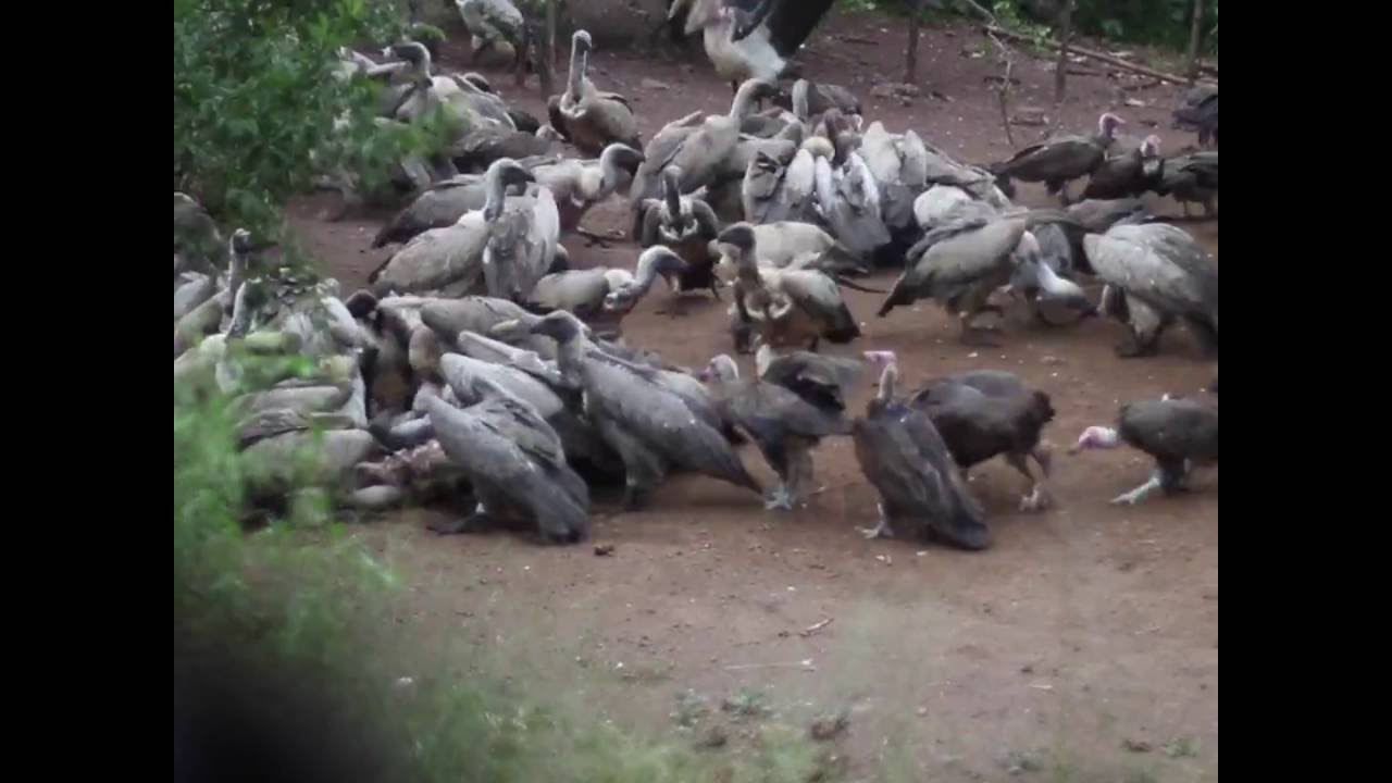 Victoria Falls Safari Lodge Vulture Culture Experience