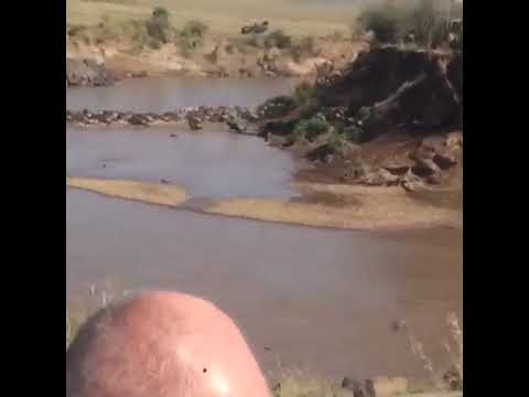 Mega crossing in the Mara heading towards the west into the Mara Triangle