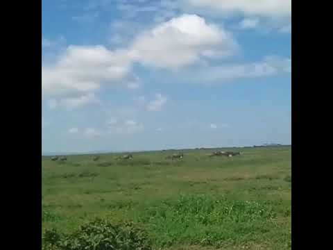 The Ndutu area is the best place to spot the herds