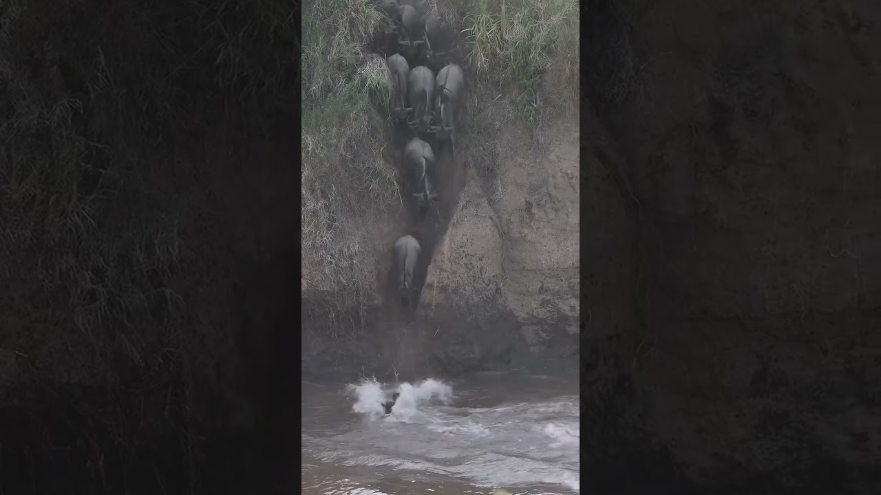 Wildebeest cross the Mara River at Miti Moja