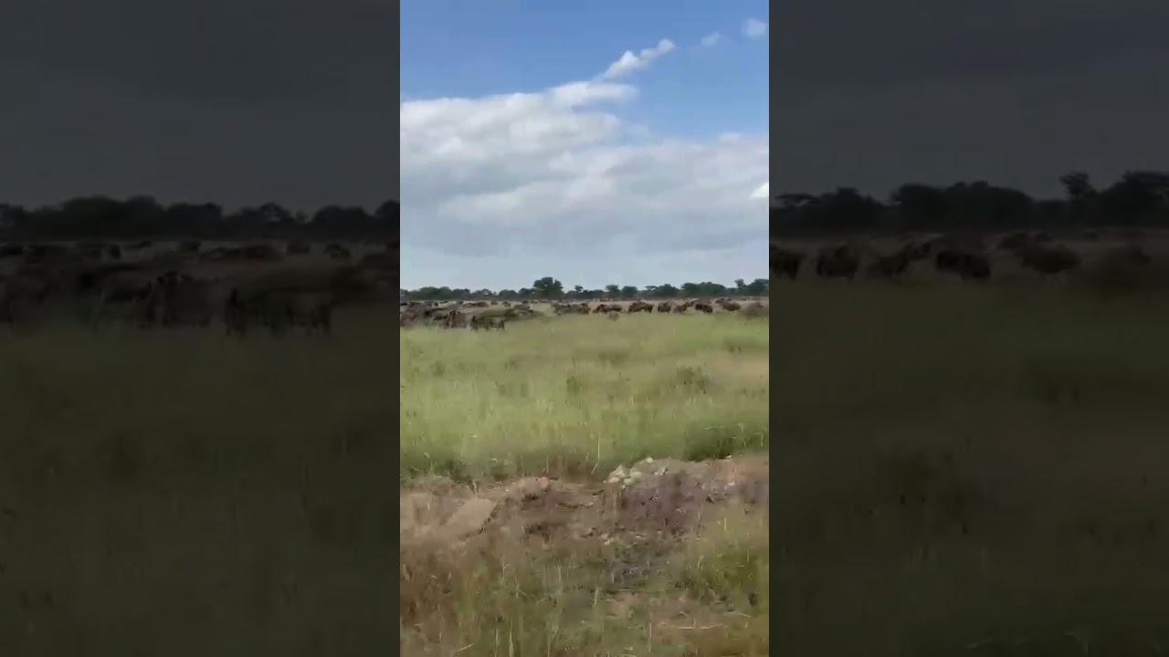 Wildebeest herd spotted near Ikoma Gate!