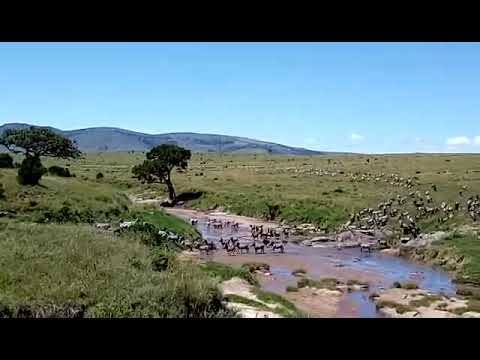 Latest #HerdTracker update: Wildebeest crossing the Sand River close to the Sand River Camp