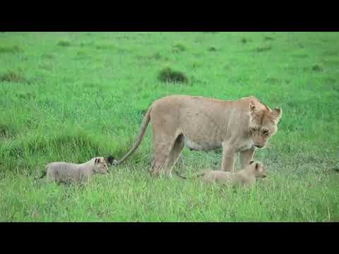 A green season photographic safari hosted at Governors || Moran Camp