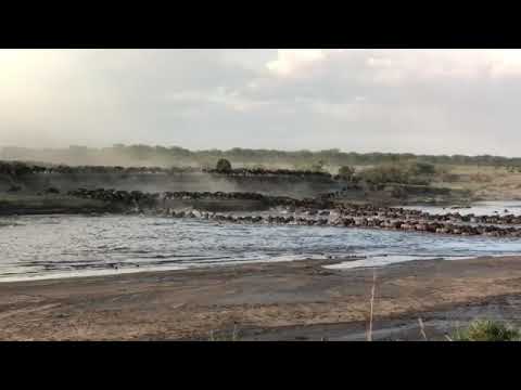 Big herd crossing the crocodile-infested Mara River in the Northern Serengeti