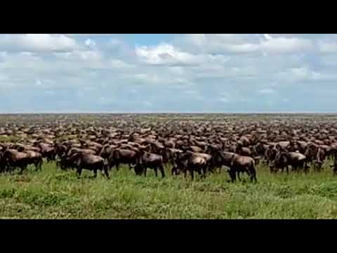 Wildebeest migration in the Seronera area