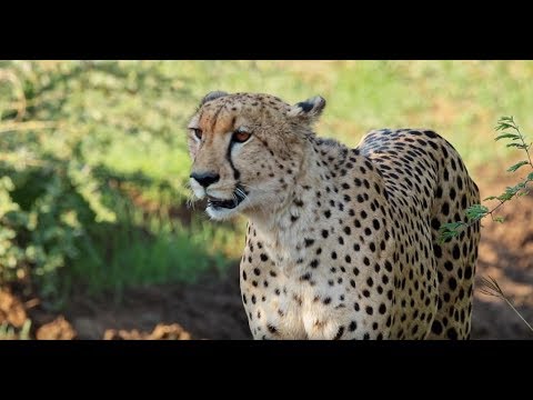 Tuningi Safari Lodge | Madikwe Game Reserve