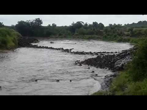 Latest #HerdTracker update: Spectacular crossing in the Mara River