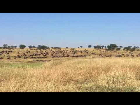 A big number of wildebeest migration around Bologonja River
