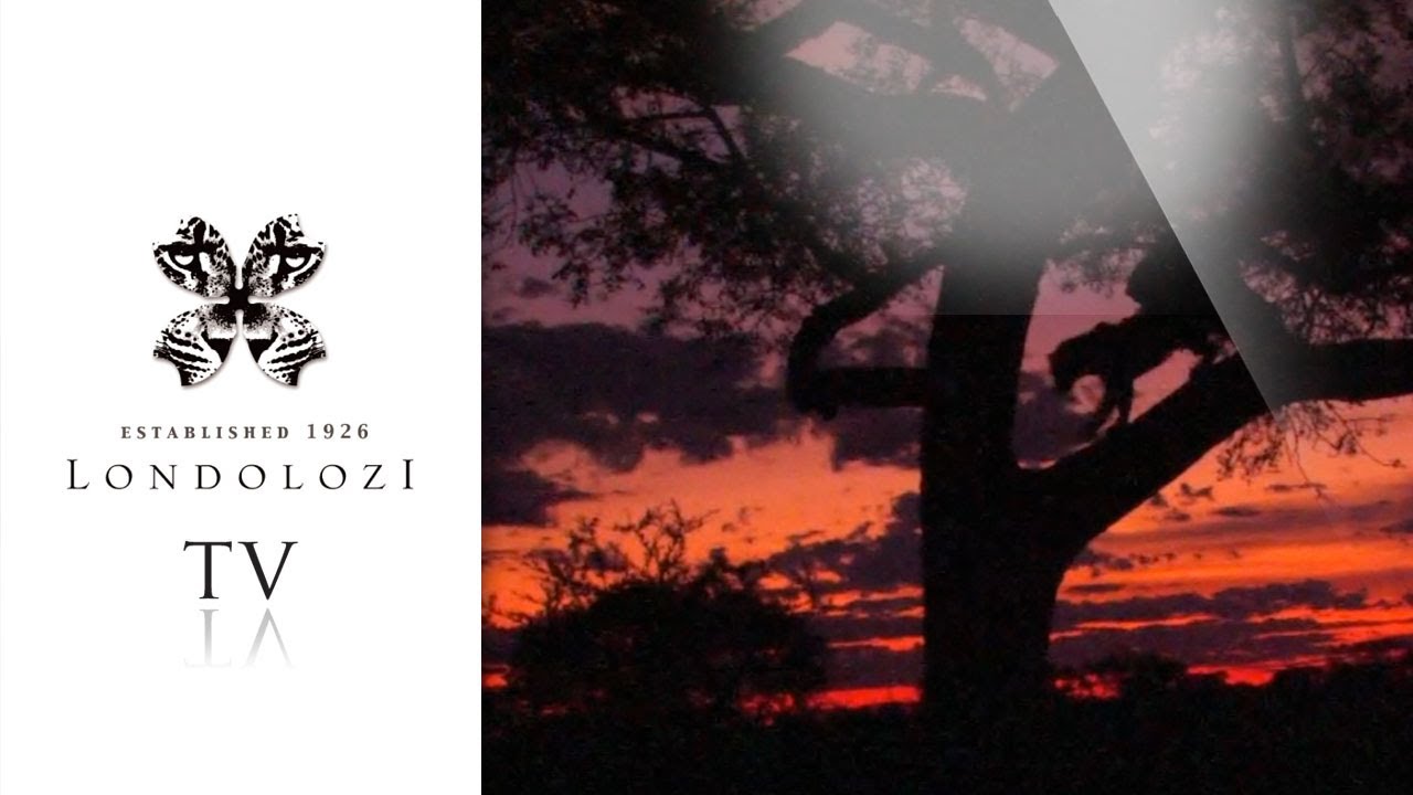 The Londolozi Winter Calendar