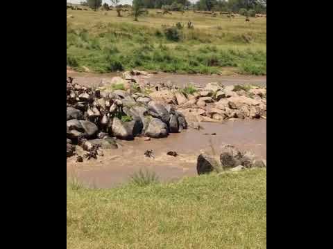 Latest #HerdTracker update: Nothing can prepare you for the sight and sound of the Great Migration
