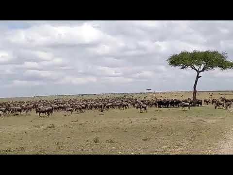 Latest #HerdTracker update: Great Migration on the Topi Plains close to the Keekorok area.