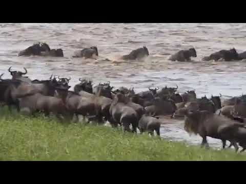 Latest #HerdTracker update: Hundreds of noisy wildebeest were captured crossing the Mara River