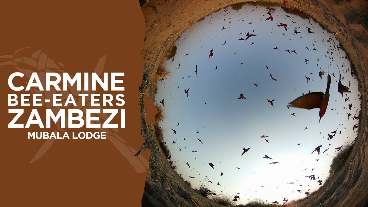 Bee-eaters at Zambezi Mubala Lodge (360 video)