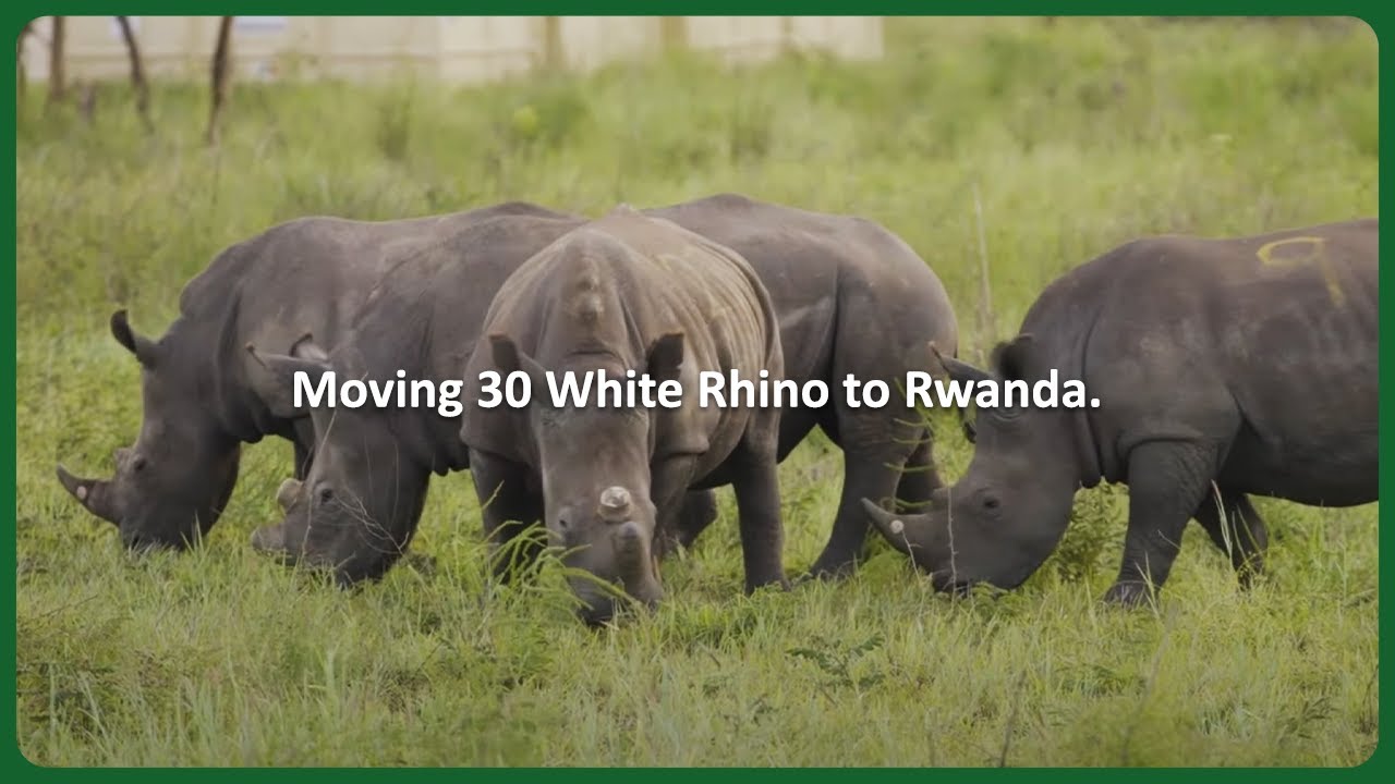 The largest-ever rhino translocation