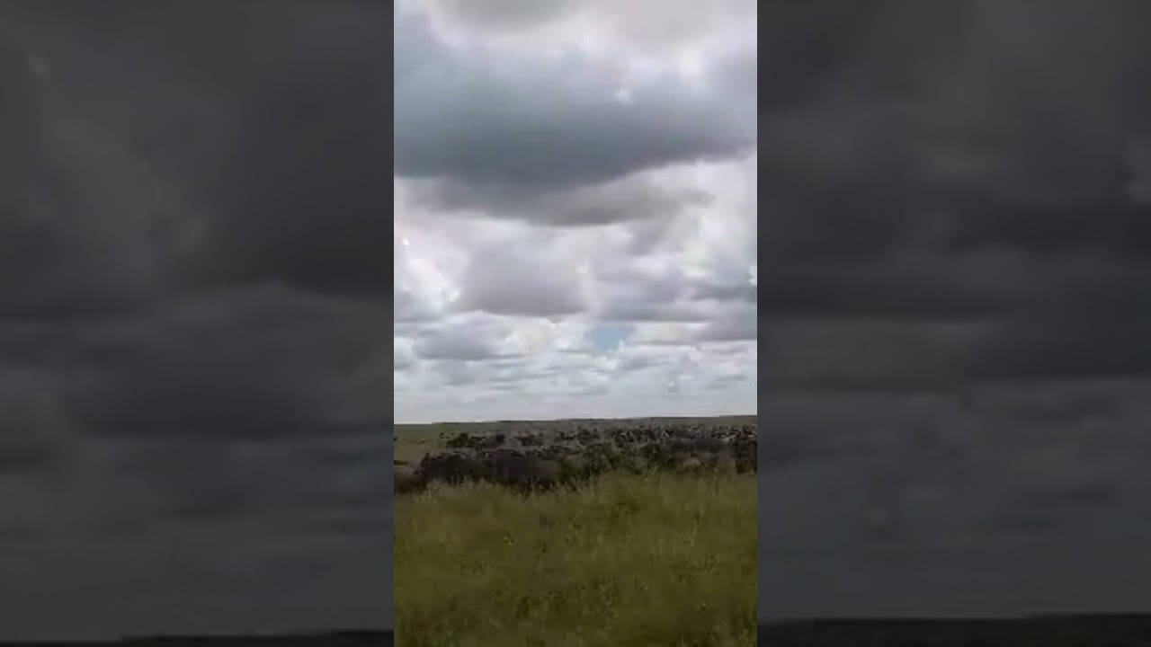 Wildebeest herd sighted in Central Serengeti!