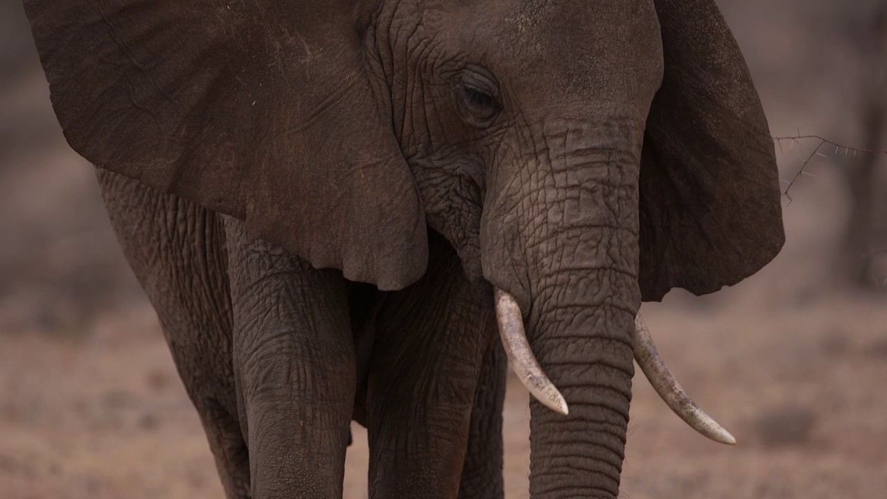 Elephant Baby learning the ropes in glorious Samburu technicolour