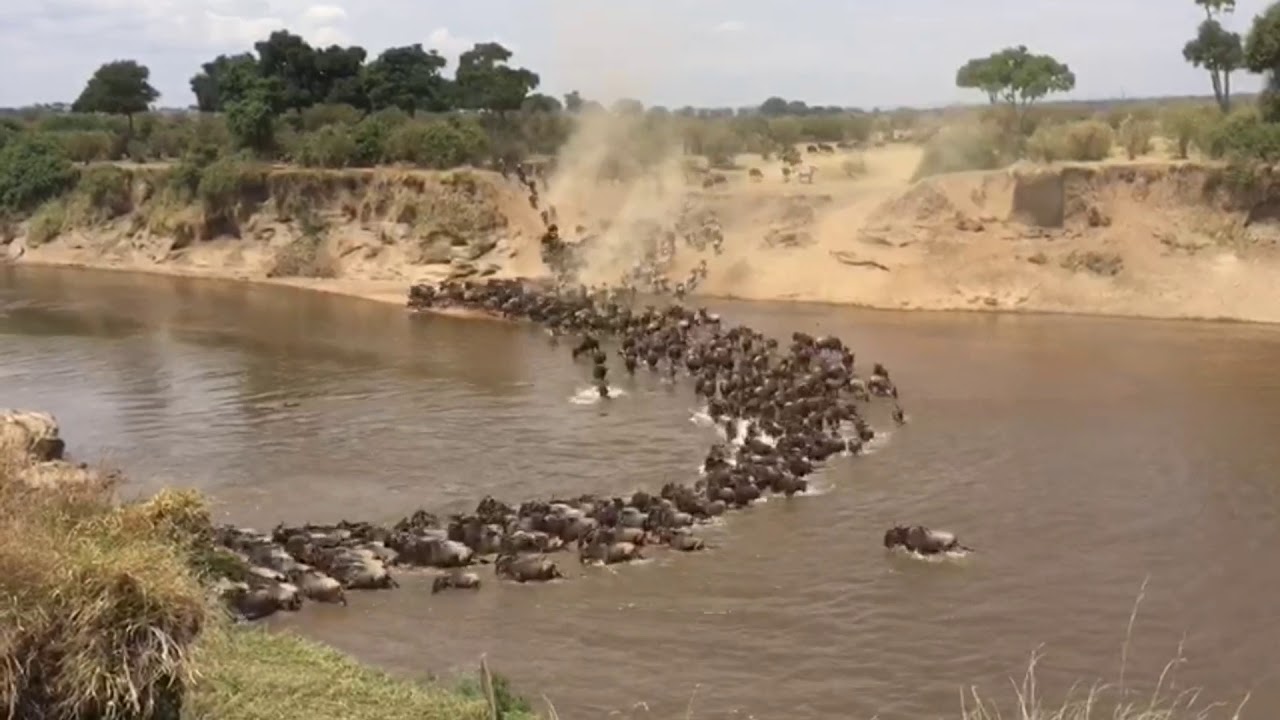 Migration crossings at point number 4 in the Mara River continue