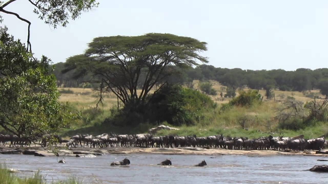 HerdTracker Africa Migration update Mara River Lemala Kuria Hills July 2015