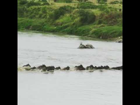 Great Migration in the edge of the Mara River