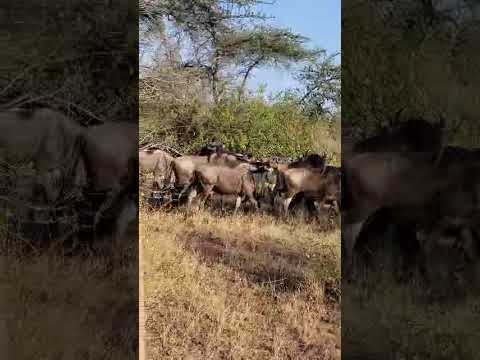 Wildebeest and their young on the move in Nyasisori Plain