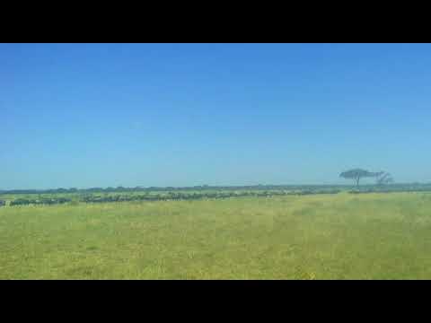Wildebeest migration in the Mbalageti area, Western Serengeti
