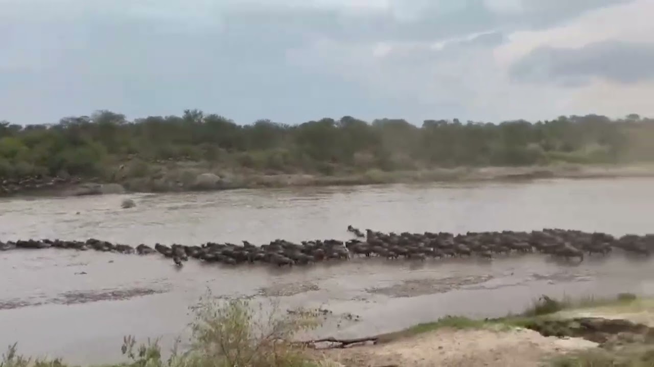 Wildebeest herd crossing at point no. 5!