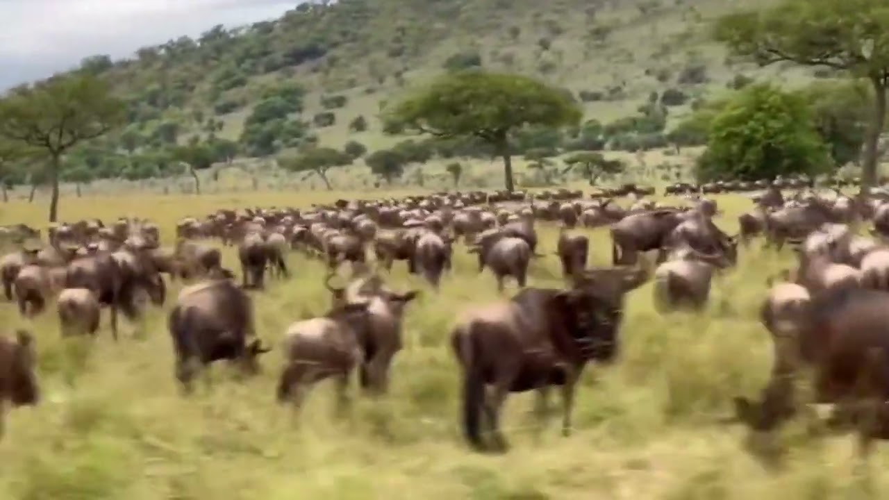Megaherd spotted in the Western Corridor!