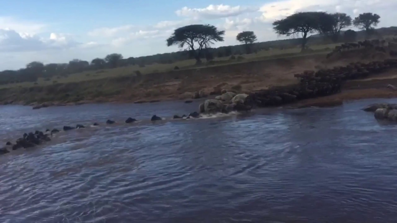 The herds are moving back to the Serengeti and Mara Triangle from the Masai Mara Game Reserve