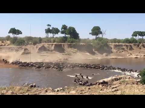 Wildebeest migration in the Kogatende area (Mara River)